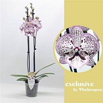 Орхидея Фален. Грейс Биг Лип 2 ст d12 h65 10шт