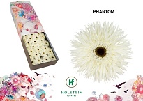 Гербера Gerspider Phantom 25шт