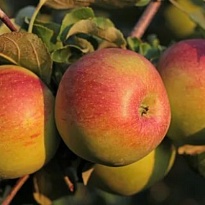 Яблоня Тамбовское (ОКС) 1шт