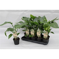 Стрелиция Николай d14 h40 8шт