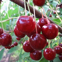 Вишня Десертная Морозовой подв. семенной/С 1шт