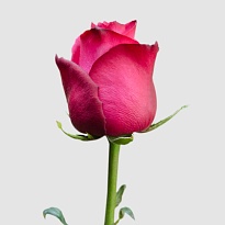 Роза Snowy Lola дл.60 25шт