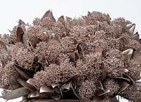 Скимия Per Bunch Paint Chamagne 1 шт