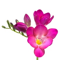 Фрезия Pink Passion 10шт