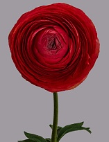 Лютик Tessa Elegance Rosso дл.50 10шт