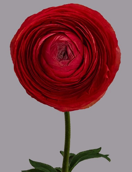 Лютик Tessa Elegance Rosso дл.50 10шт