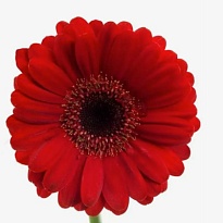 Гербера (Ц) aqua Bohemian 10шт