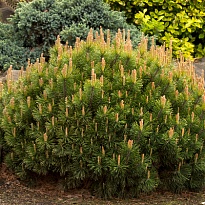 Сосна (Pinus) горная Пумилио d16 1 шт