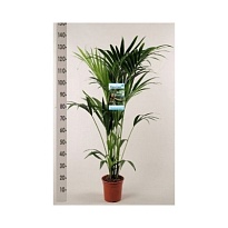 Ховея d21 h110 1шт