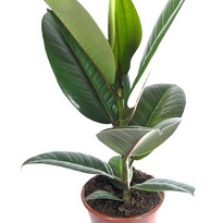 Фикус Робуста d14 h45 8шт