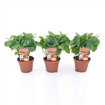 Кофе Арабика d7 h15 16шт