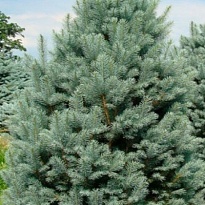 Ель (Picea) колючая Изели Фастигиата 5л h30-40 1шт