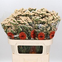 Статица Honey Apricot 5шт