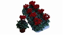 Цикламен Давинчи ред d10 h20 8шт