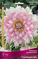 Георгина декоративная Строберри Айс 1шт