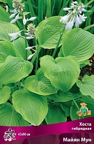 Хоста гибридная Майян Мун 1шт