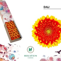 Гербера mini Dali 30 шт