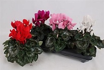 Цикламен Супер Маммот микс d13 h30 3шт