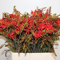 Крокосмия Lucifer 10шт