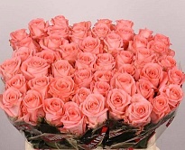 Роза Unicorn дл.40 10шт