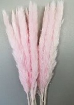 Камыш пушистый Light Pink пучок 1шт