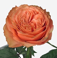 Роза Dayana Kahala дл.60 25шт