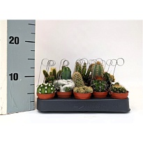 Кактус микс Люкс (метал.держ.) d6 h10 20шт