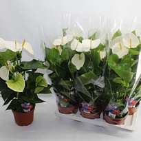 Антуриум Самора d17 h70 6шт