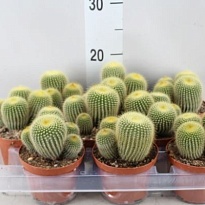 Эриокактус Ленингхауси d10 h15 10шт