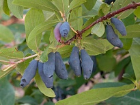 Жимолость Памяти Куминова (ЗКС) 2л 1шт