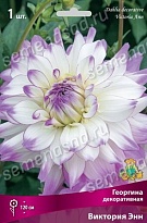 Георгина декоративная Виктория Энн 1шт