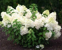 Гортензия (Hydrangea) метельчатая Бобо d14 h30-40 1шт