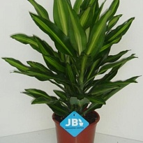 Драцена Синто d13 h45 8шт