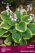 Хоста гибридная Фрейгрант Дрим 1шт