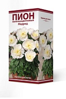 Пион молочноцветковый Мадрид 2/3 1шт
