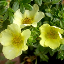 Лапчатка (Potentilla) кустарниковая Катерина Дукс d9 h25 18шт