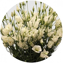 Эустома Botanic White 10шт