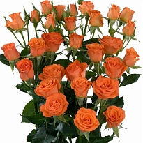 Роза кустовая Picanto дл.70 10шт