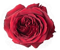 Роза Agrivaldani S.a. Red Xpression дл.50 25шт