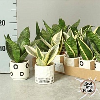 Сансевиерия Трифасциата (керамика) d8 h20 15шт