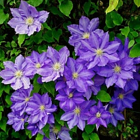 Клематис (Clematis) Президент 3л h60-80 1шт