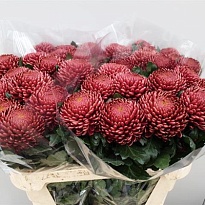 Хризантема одноголовая Bigoudi Red 10шт