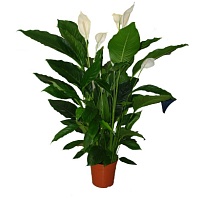 Спатифиллум Свит Себастьяно d27 h135 1шт