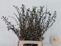 Прунус Serrulata дл.70 1шт