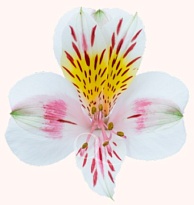 Альстромерия Qualisa Bonita дл.70 10шт