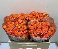 Роза кустовая Orange Dimention дл.50 10шт