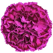 Гвоздика Nobbio Violet 20шт