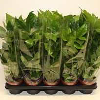 Фатсия d12 h25 10шт