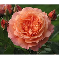Роза Imperial Rose (B.Topalovic) Салмон шраб Цв.Кор.