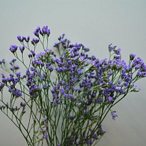 Лимониум Maine Blue 5 шт